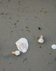 Marbled Clam Shell