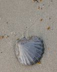 Charcoal Scallop Shell