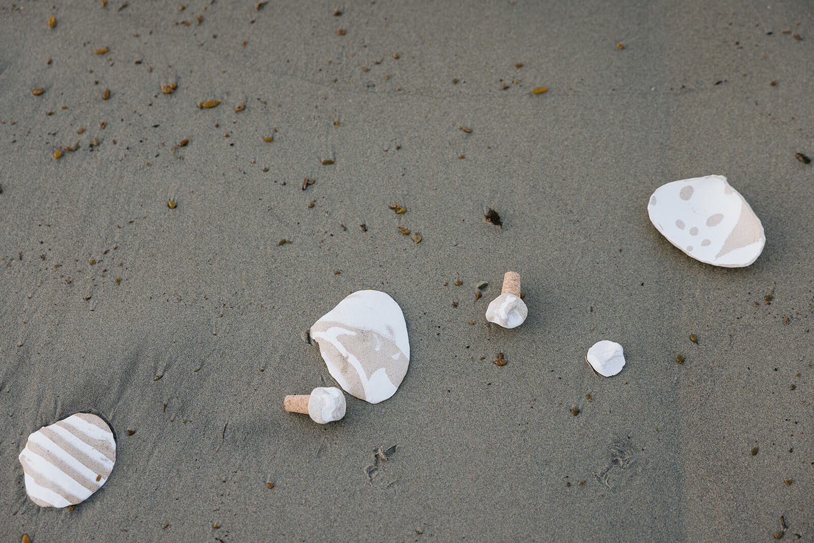 Marbled Clam Shell